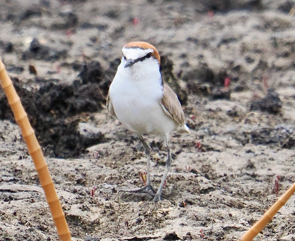 Red-capped Plover - ML611895566