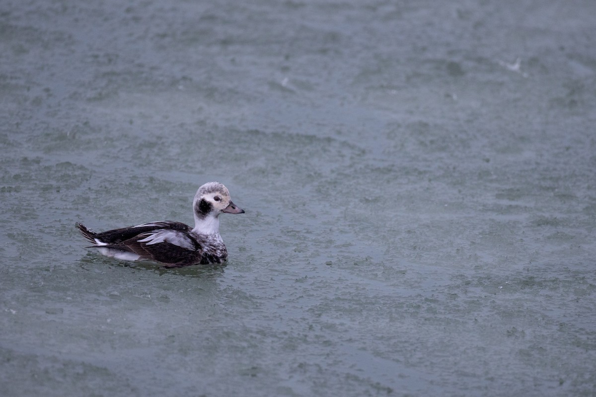 Long-tailed Duck - ML611895765