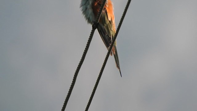 European Bee-eater - ML611895781