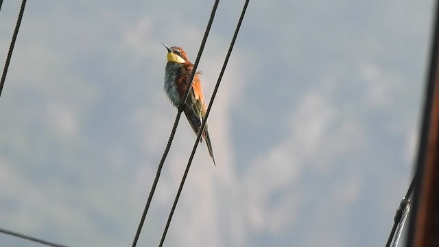 European Bee-eater - ML611895782