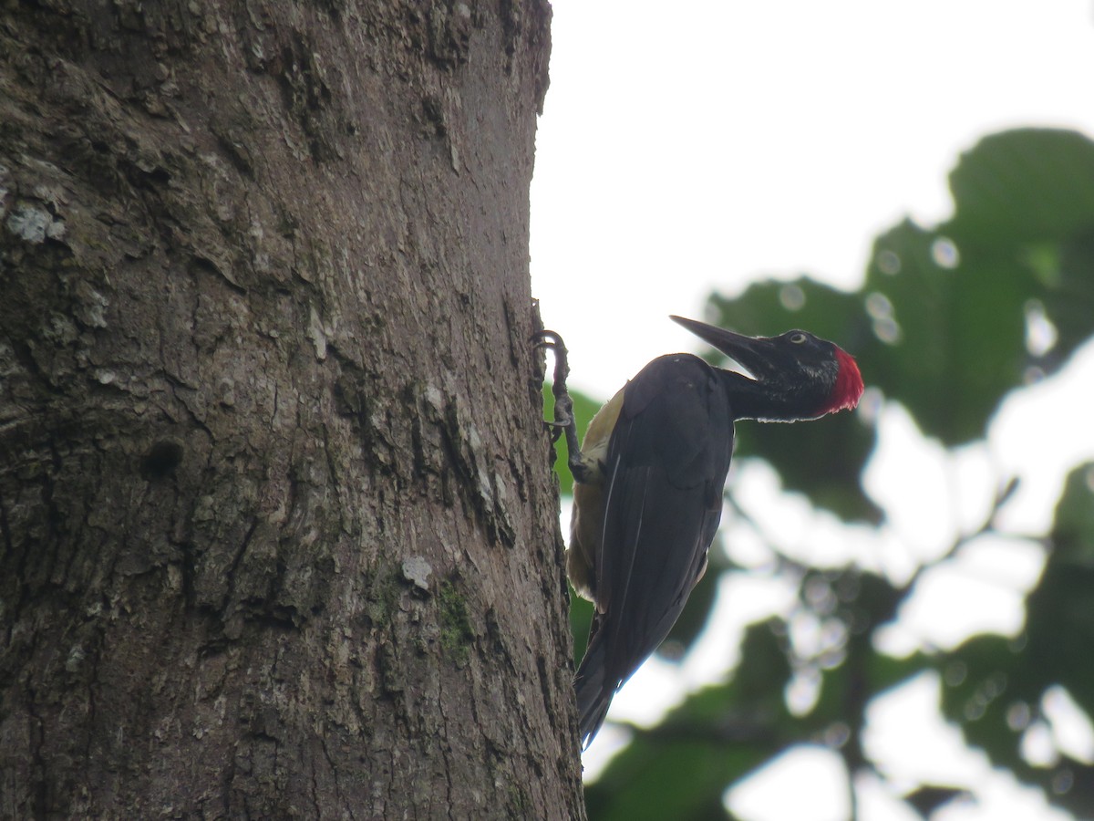 White-bellied Woodpecker - ML611895903