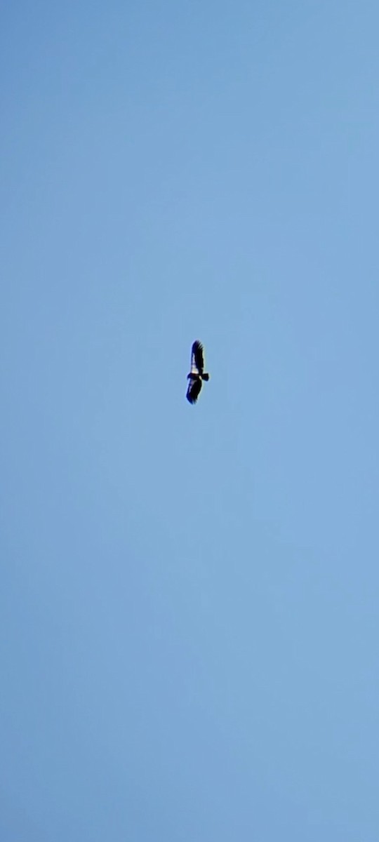 California Condor - ML611895915