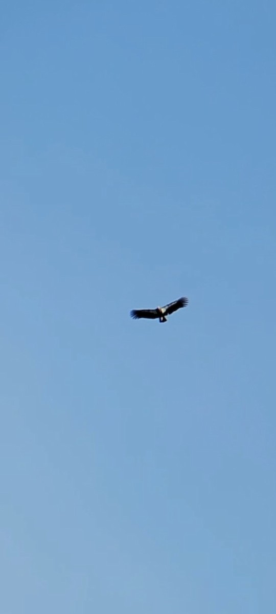 California Condor - ML611895923