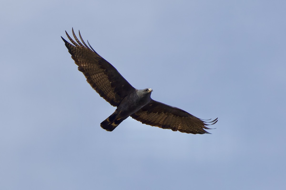 Zone-tailed Hawk - Haim Weizman