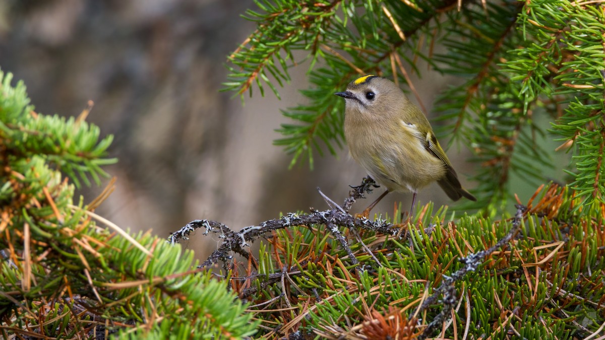 EBird Checklist - 28 Sep 2013 - Hulppojarvi, Ikaalinen, FI (61,869 ...