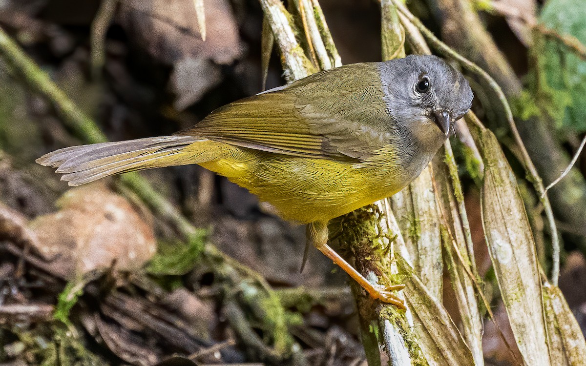 Gray-throated Warbler - ML611896188