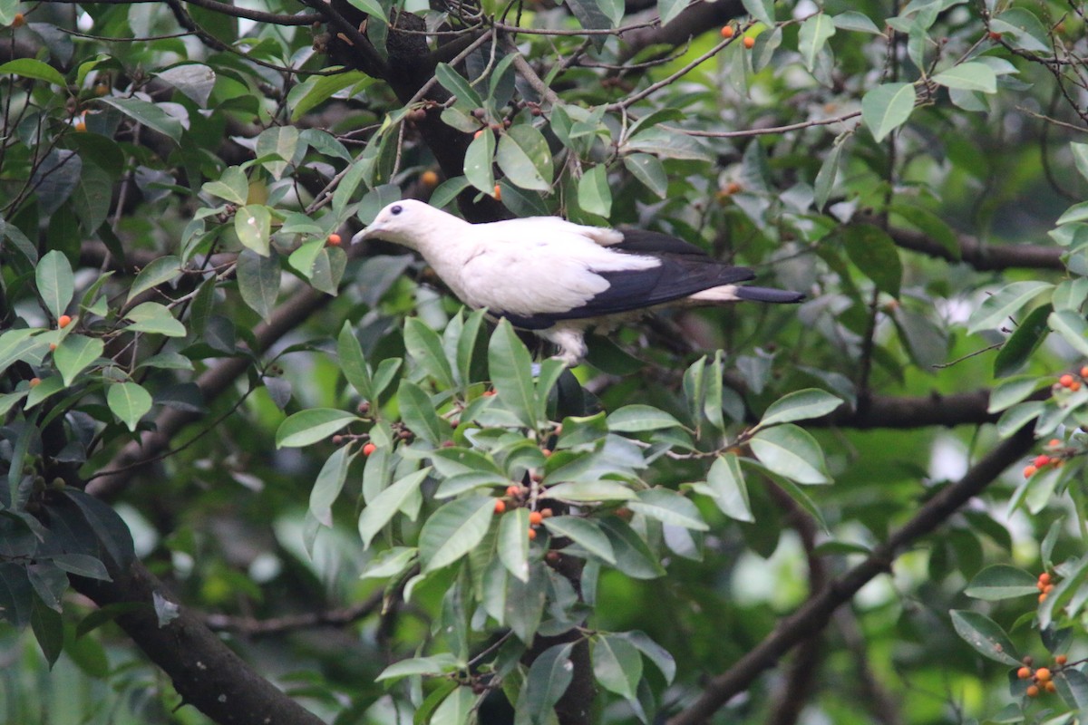 Pied Imperial-Pigeon - ML611896215