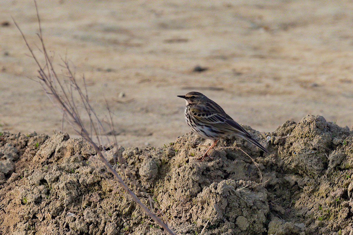 Rosy Pipit - ML611896545