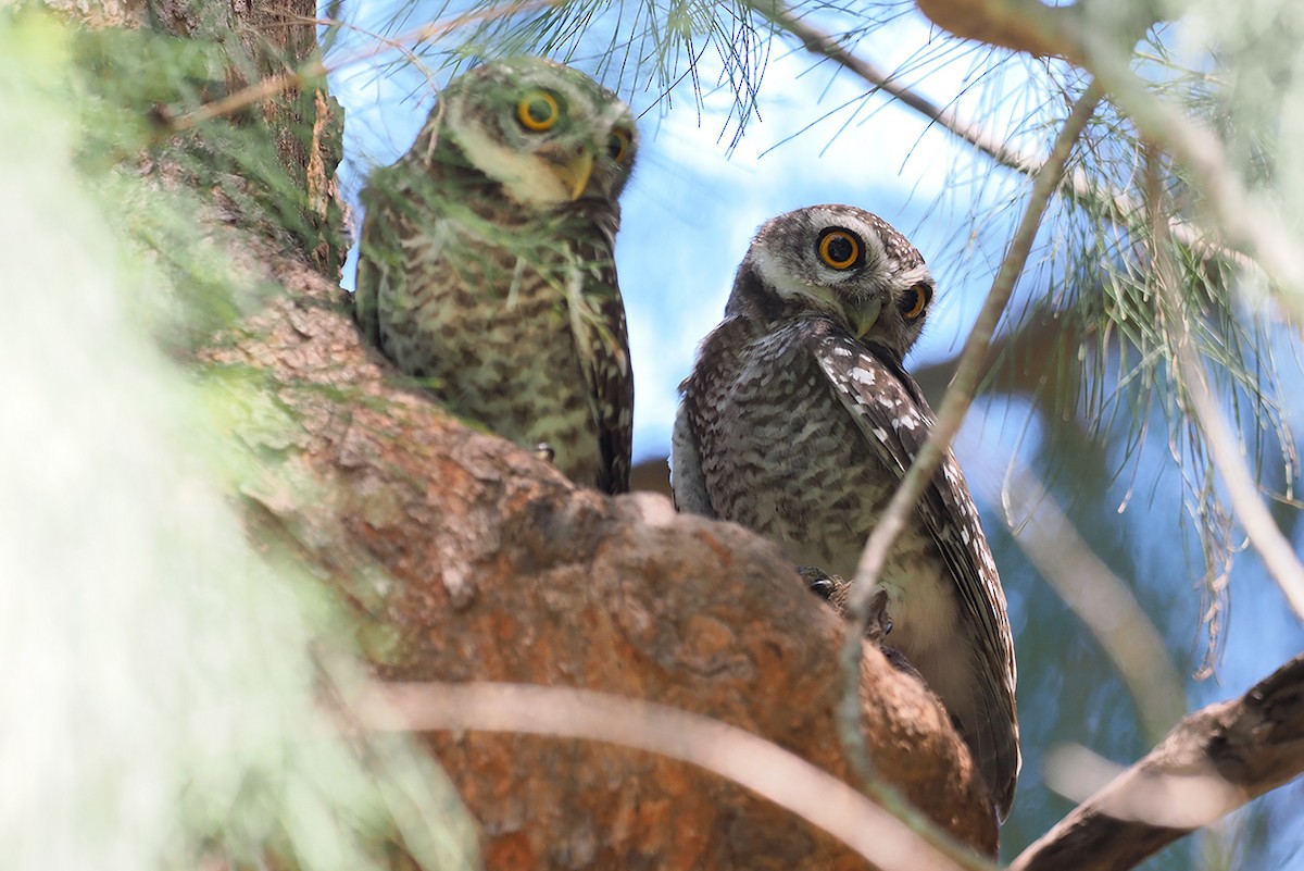 Spotted Owlet - ML611896667