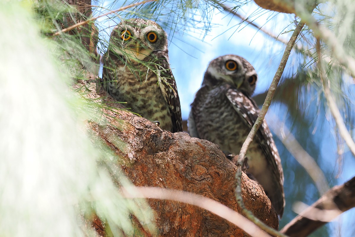 Spotted Owlet - ML611896668