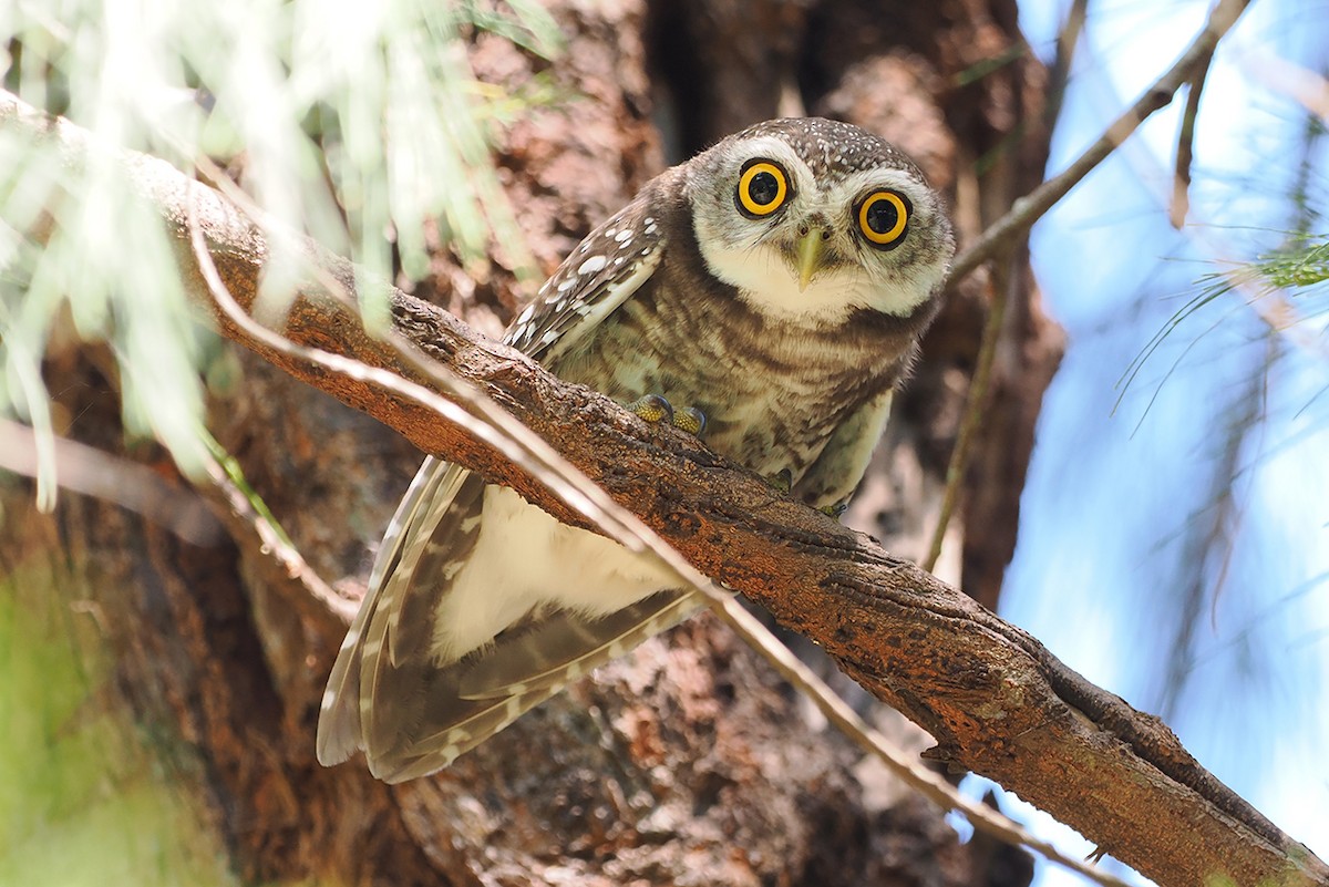 Spotted Owlet - ML611896669
