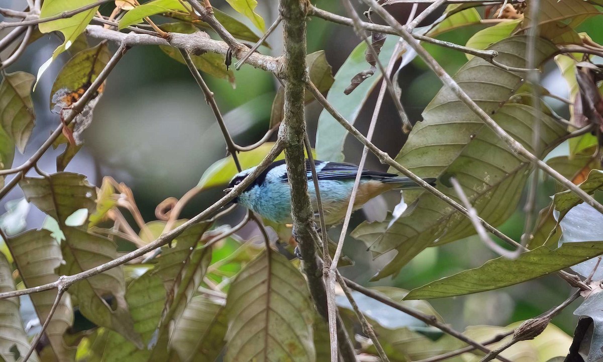 Blue-browed Tanager - ML611896783