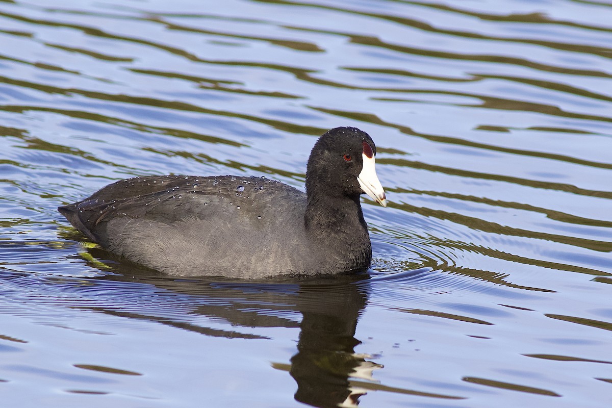 American Coot (Red-shielded) - ML611896785
