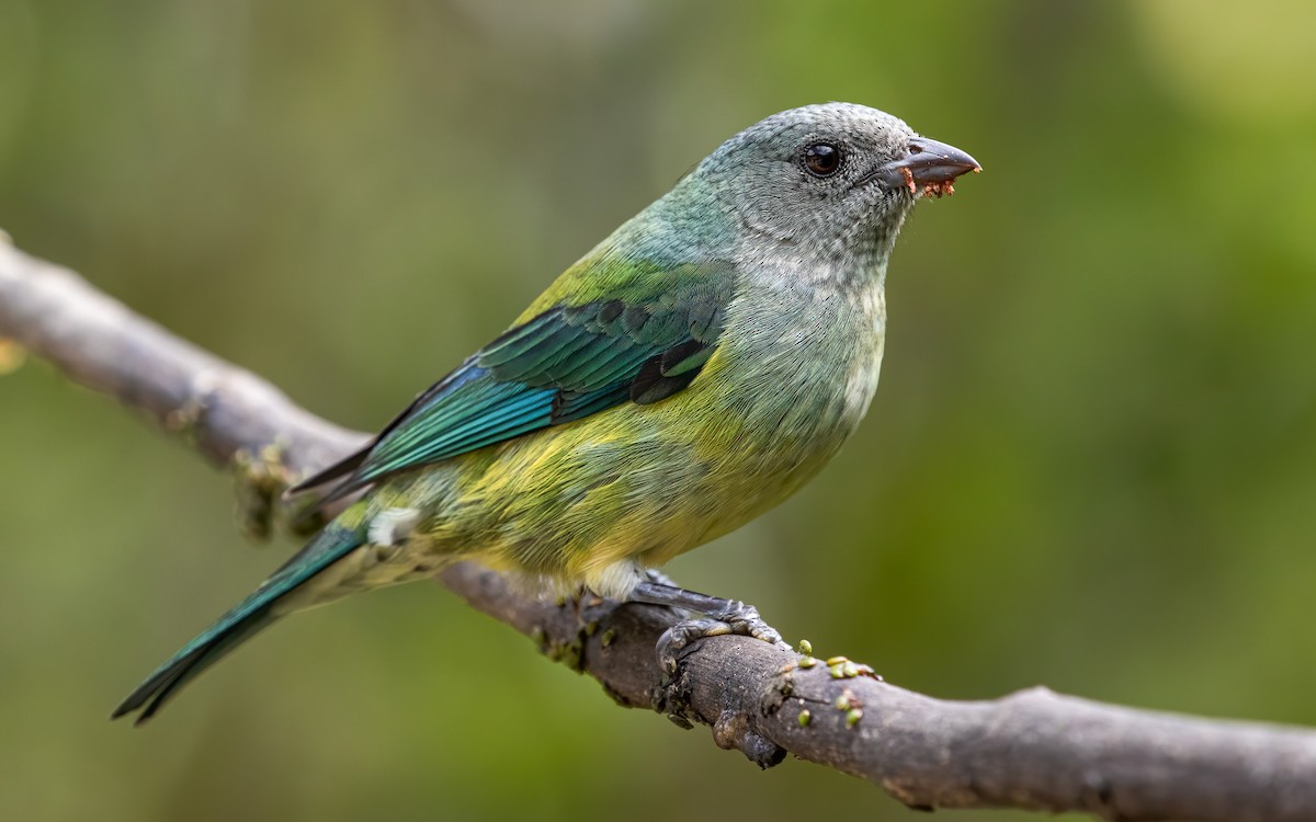 Black-headed Tanager - ML611897220