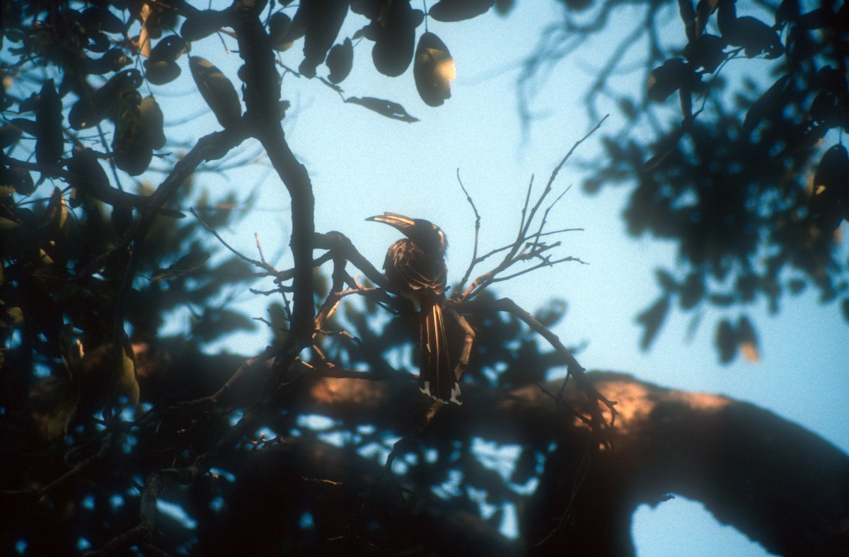 African Gray Hornbill - ML611897221