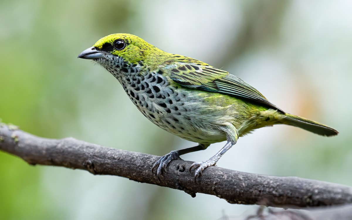 Speckled Tanager - ML611897264