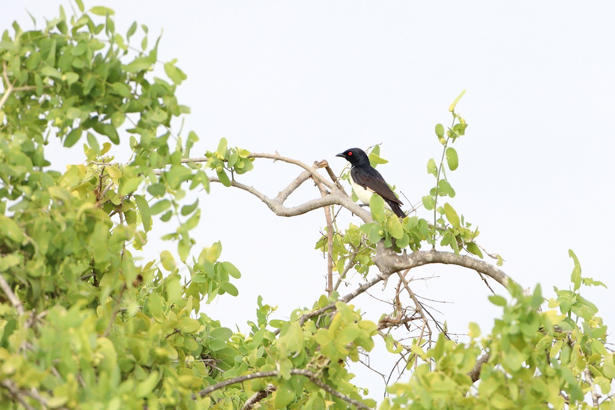 Magpie Starling - ML611897291