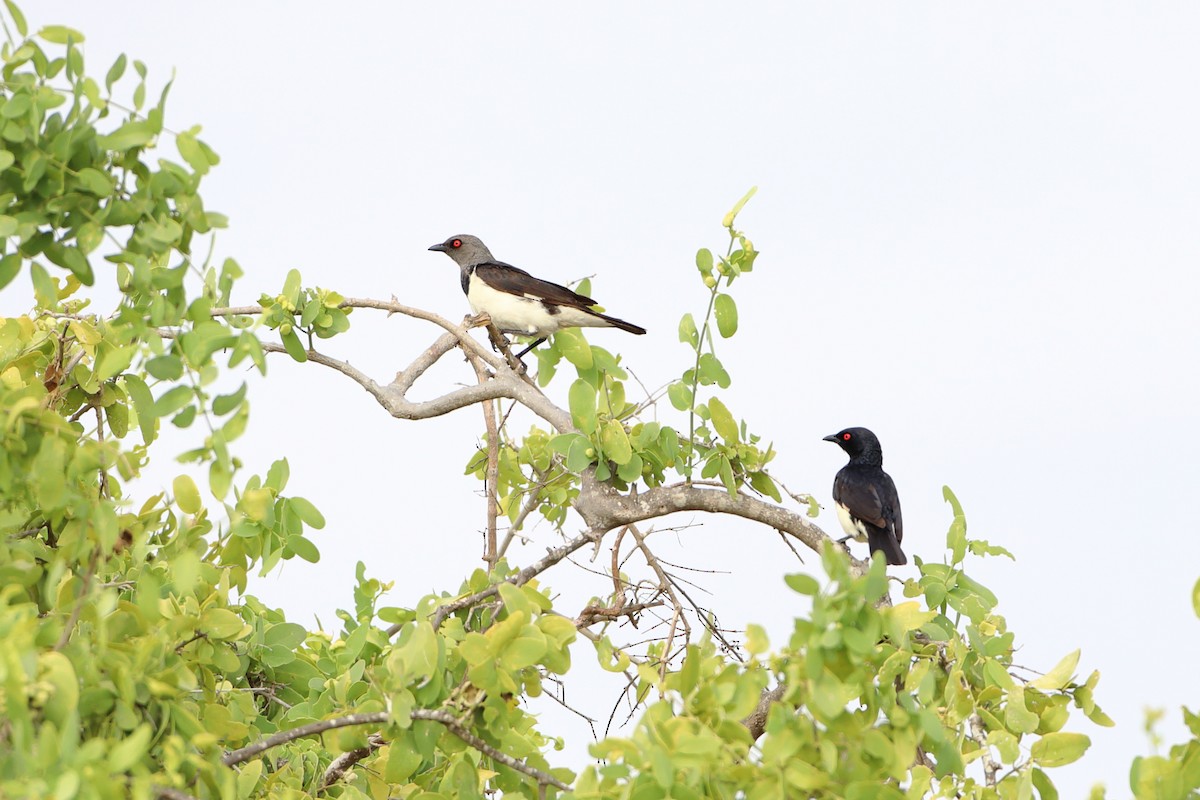 Magpie Starling - ML611897292