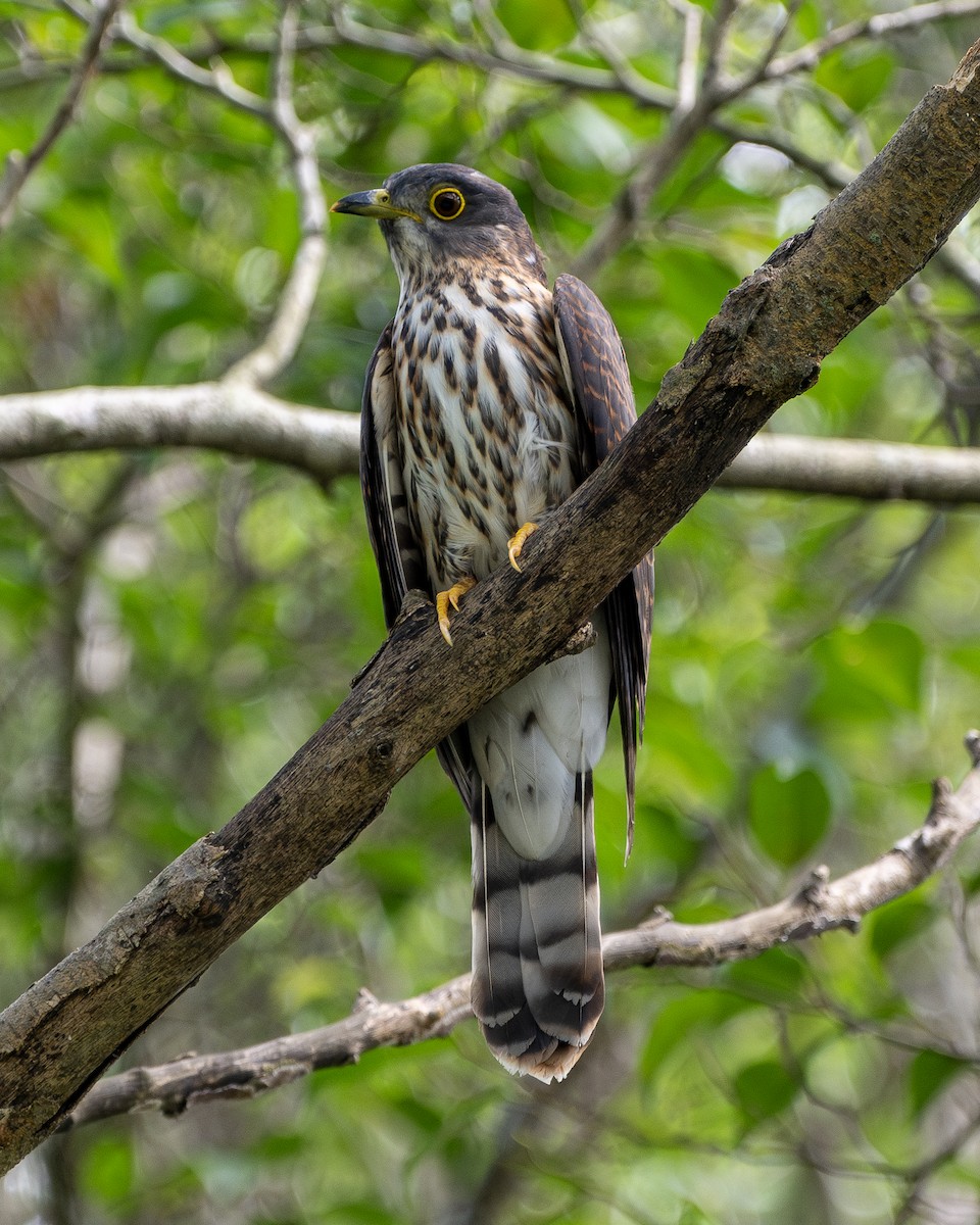 Hodgson's Hawk-Cuckoo - Yifei Zheng