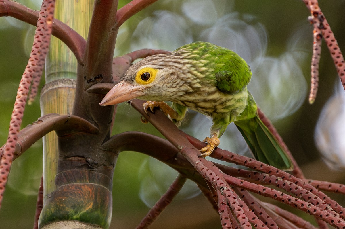 Lineated Barbet - ML611897370