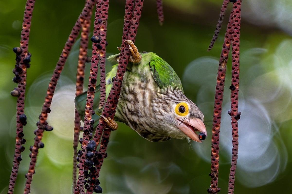 Lineated Barbet - ML611897371