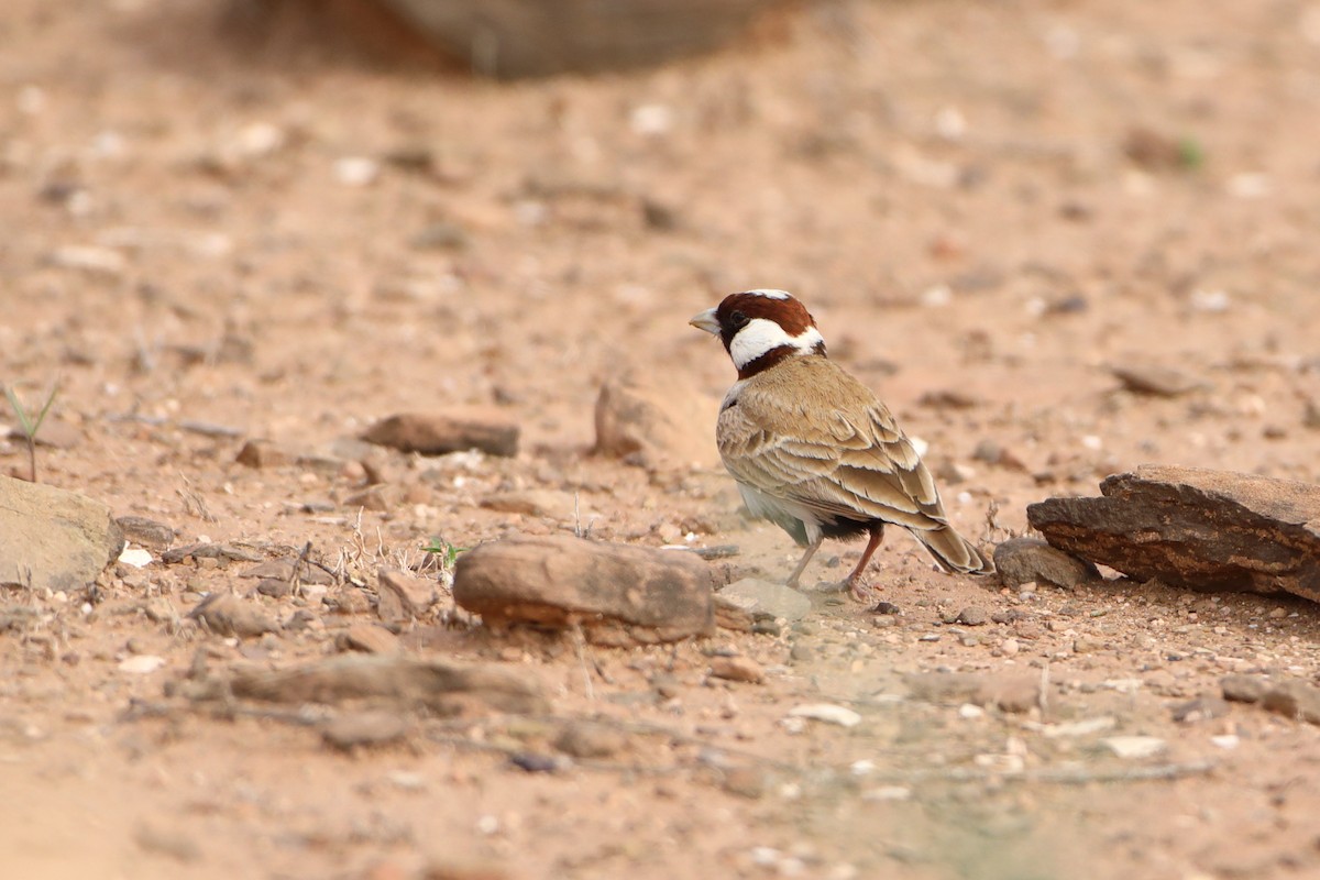 Chestnut-headed Sparrow-Lark - ML611897386