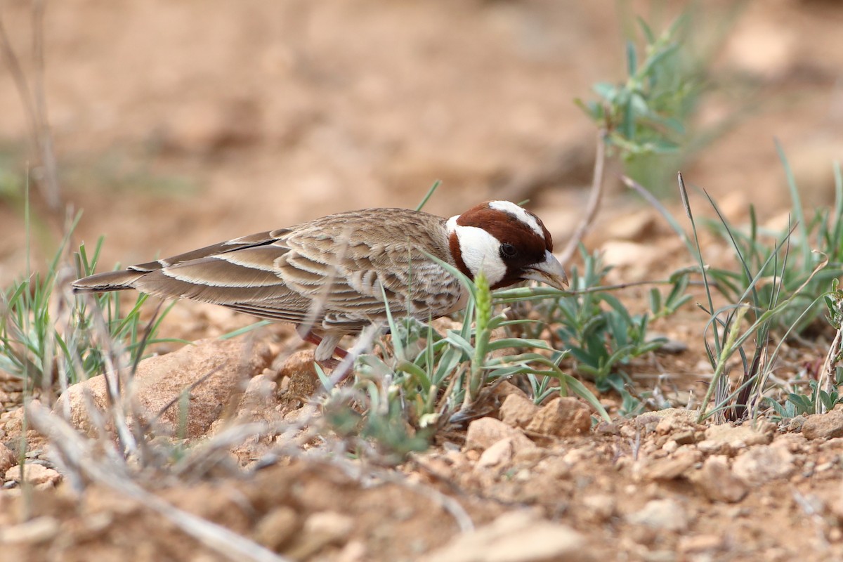 Chestnut-headed Sparrow-Lark - ML611897388