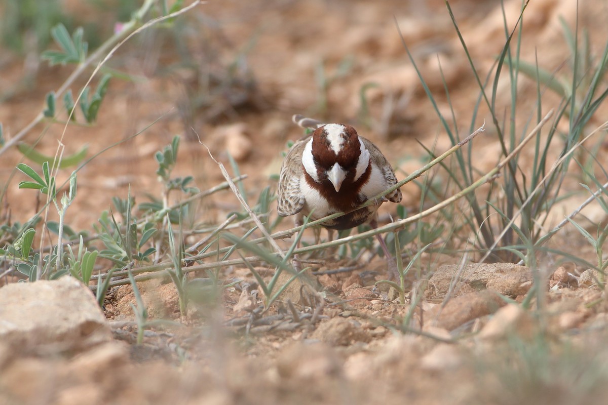Chestnut-headed Sparrow-Lark - ML611897389