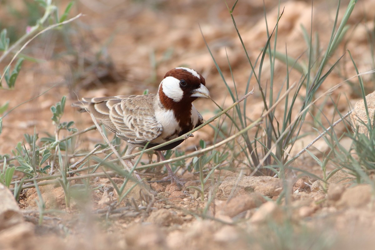 Chestnut-headed Sparrow-Lark - ML611897390