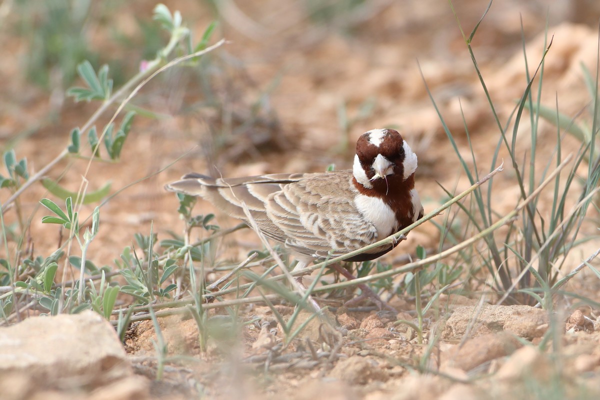 Chestnut-headed Sparrow-Lark - ML611897391