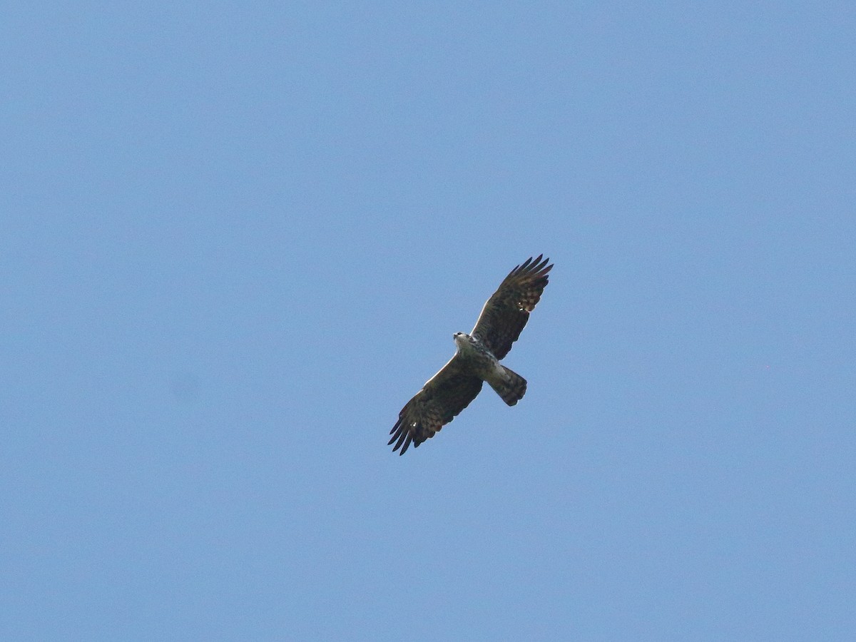 Ayres's Hawk-Eagle - ML611897414