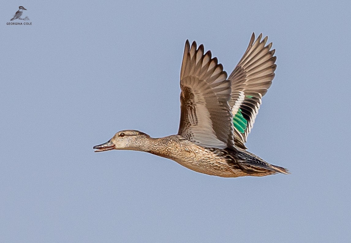 Green-winged Teal - ML611897492