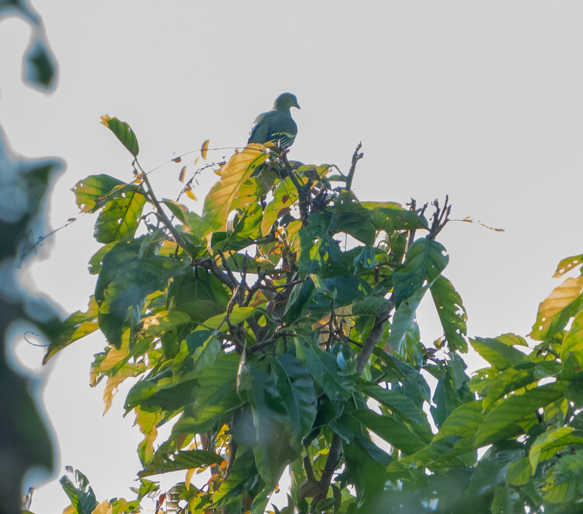 Philippine Green-Pigeon - ML611897573