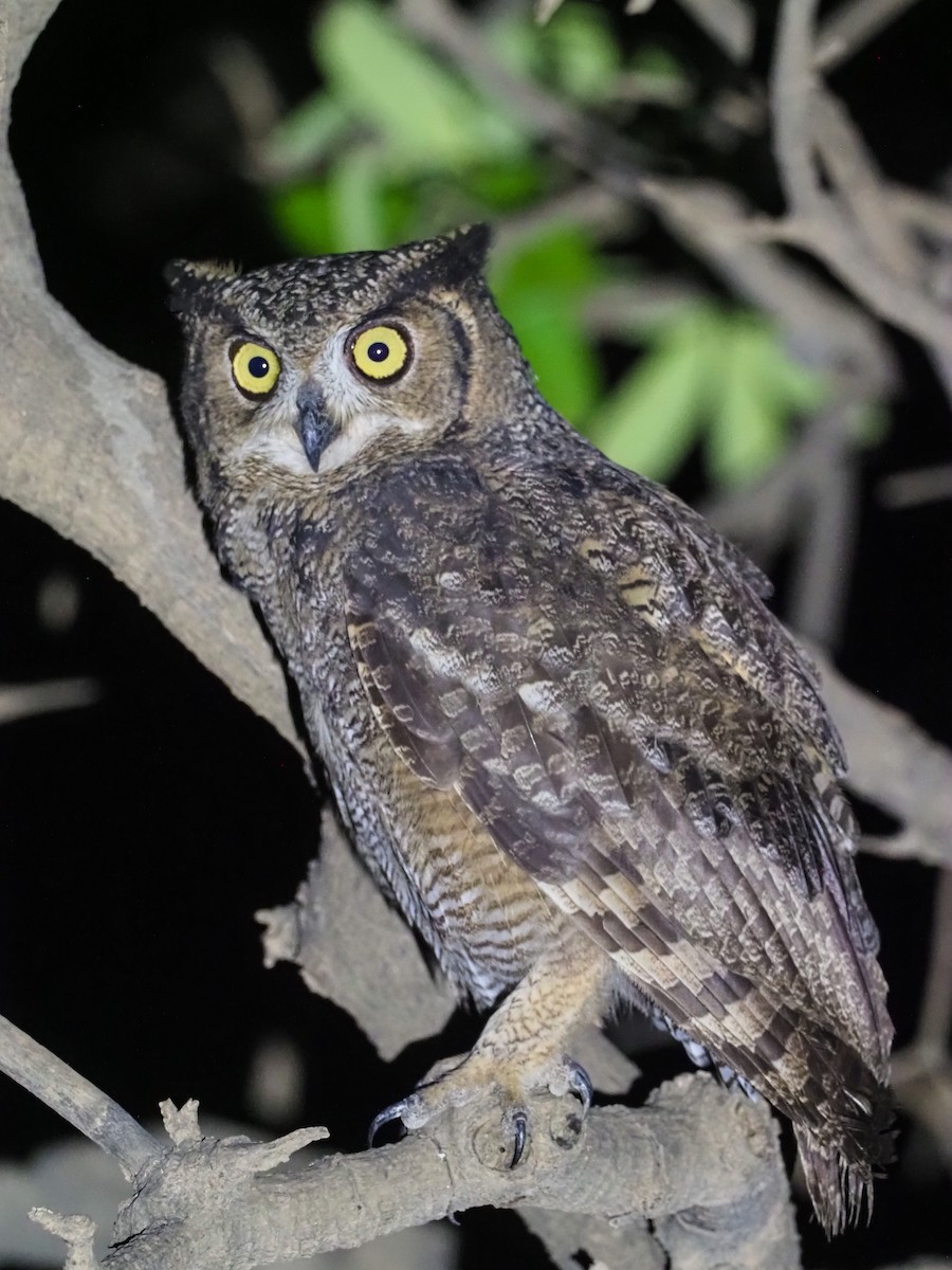 Arabian Eagle-Owl - ML611897611
