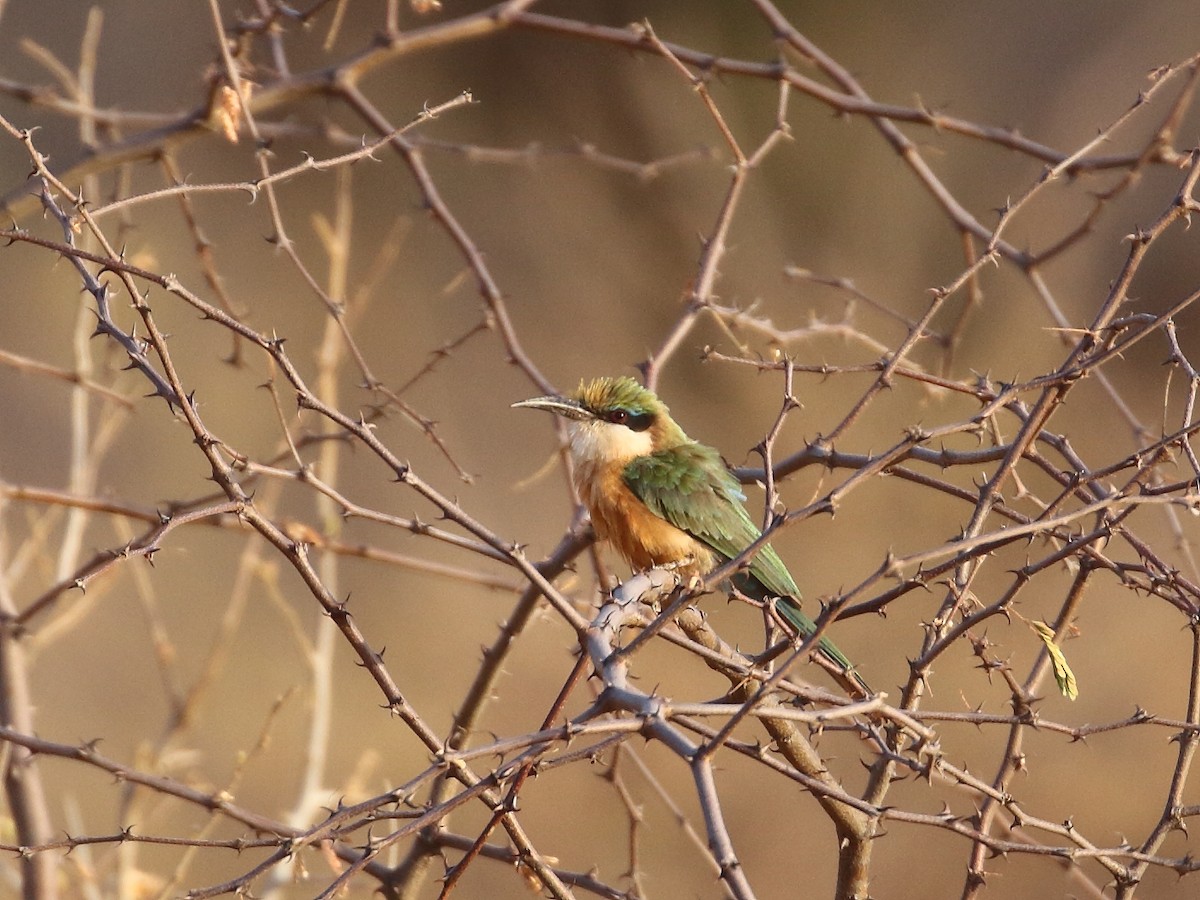 Somali Bee-eater - ML611897629