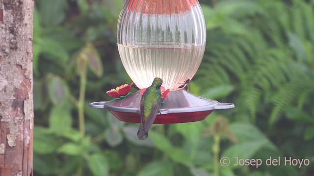kolibřík azurovoprsý - ML611898027