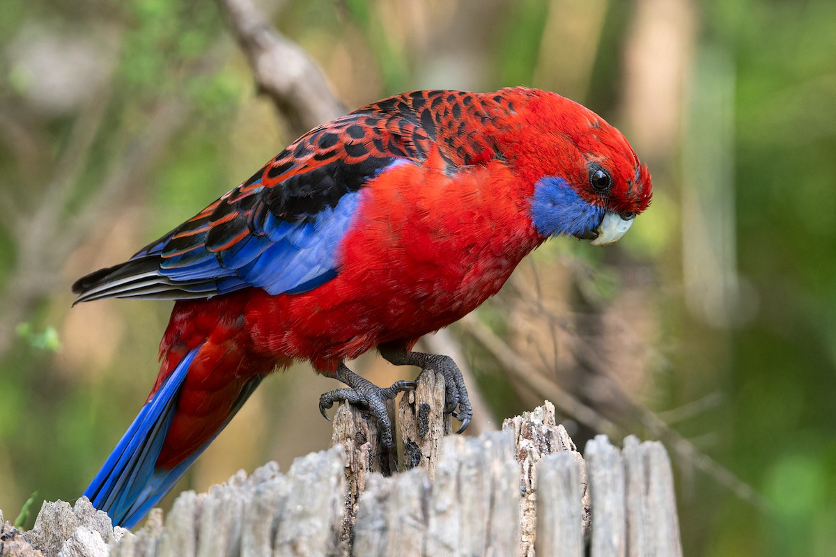 eBird Australia Checklist 5 Dec 2023 Wicks Reserve 31 species