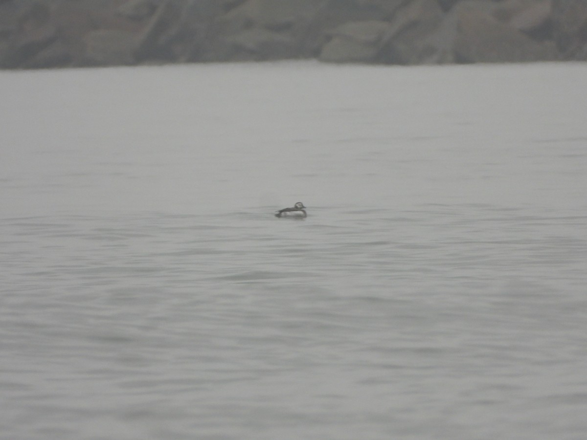 Long-tailed Duck - ML611898174