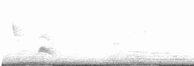 White-crested Elaenia - ML611898252