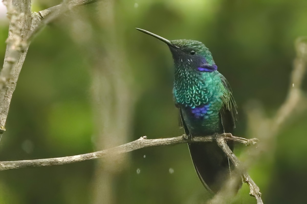 kolibřík modrolící - ML611898836