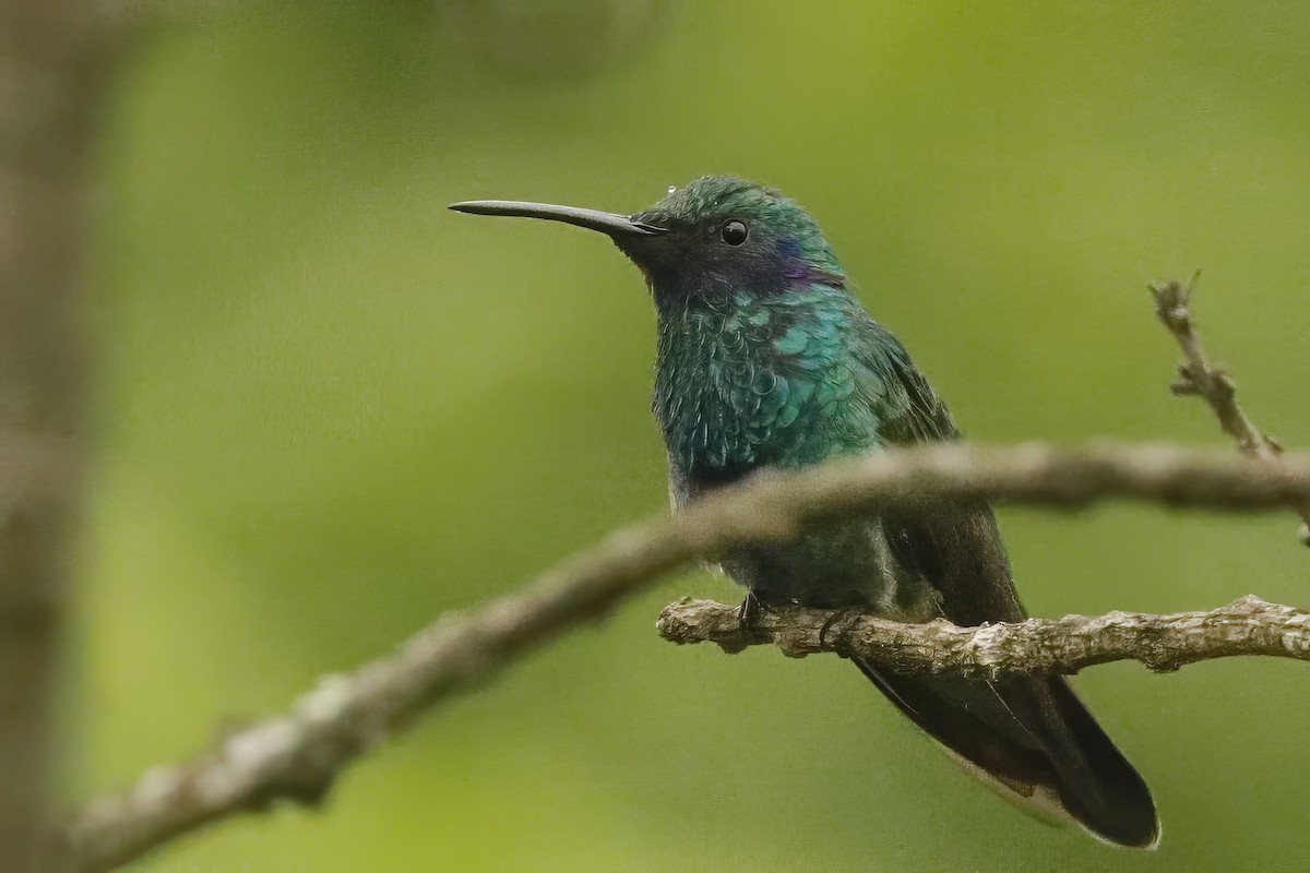 kolibřík modrolící - ML611898837