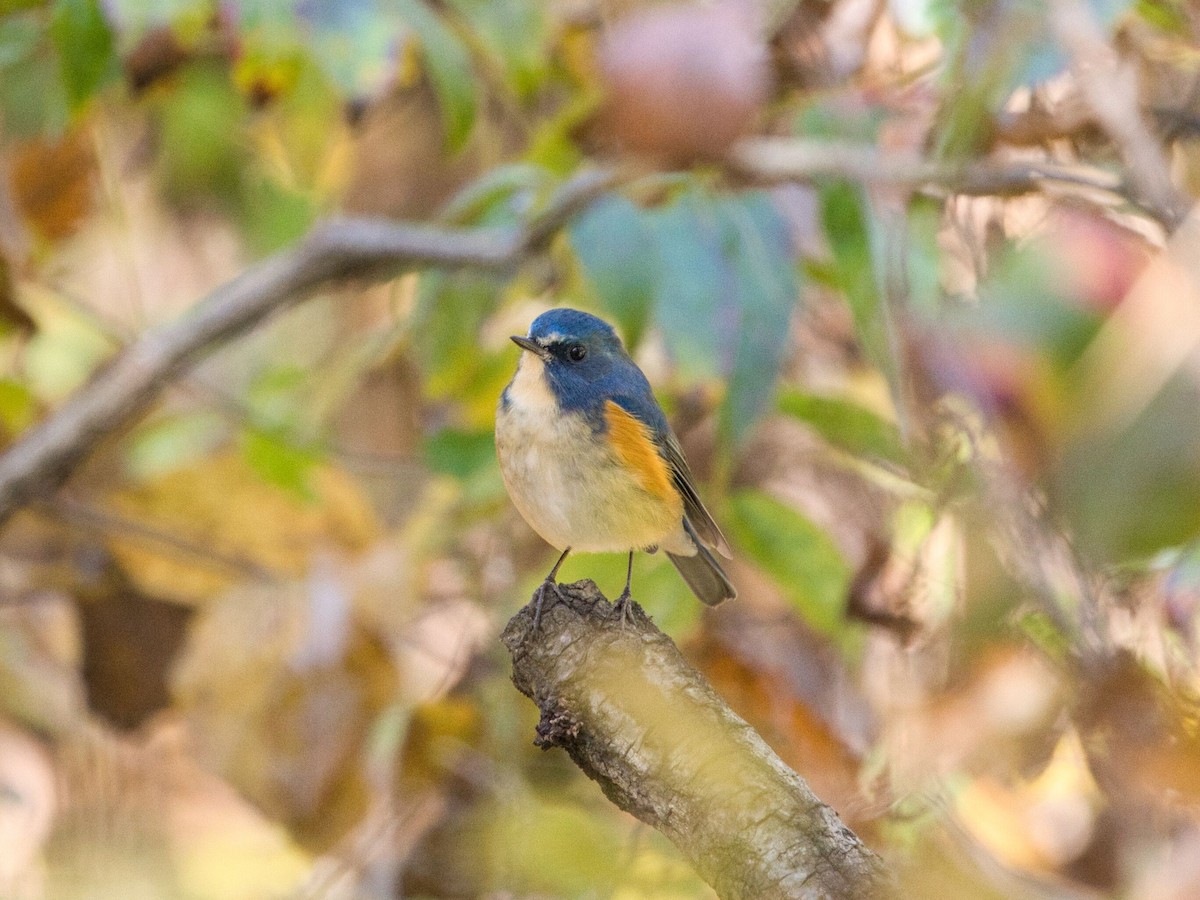 Red-flanked Bluetail - ML611899412