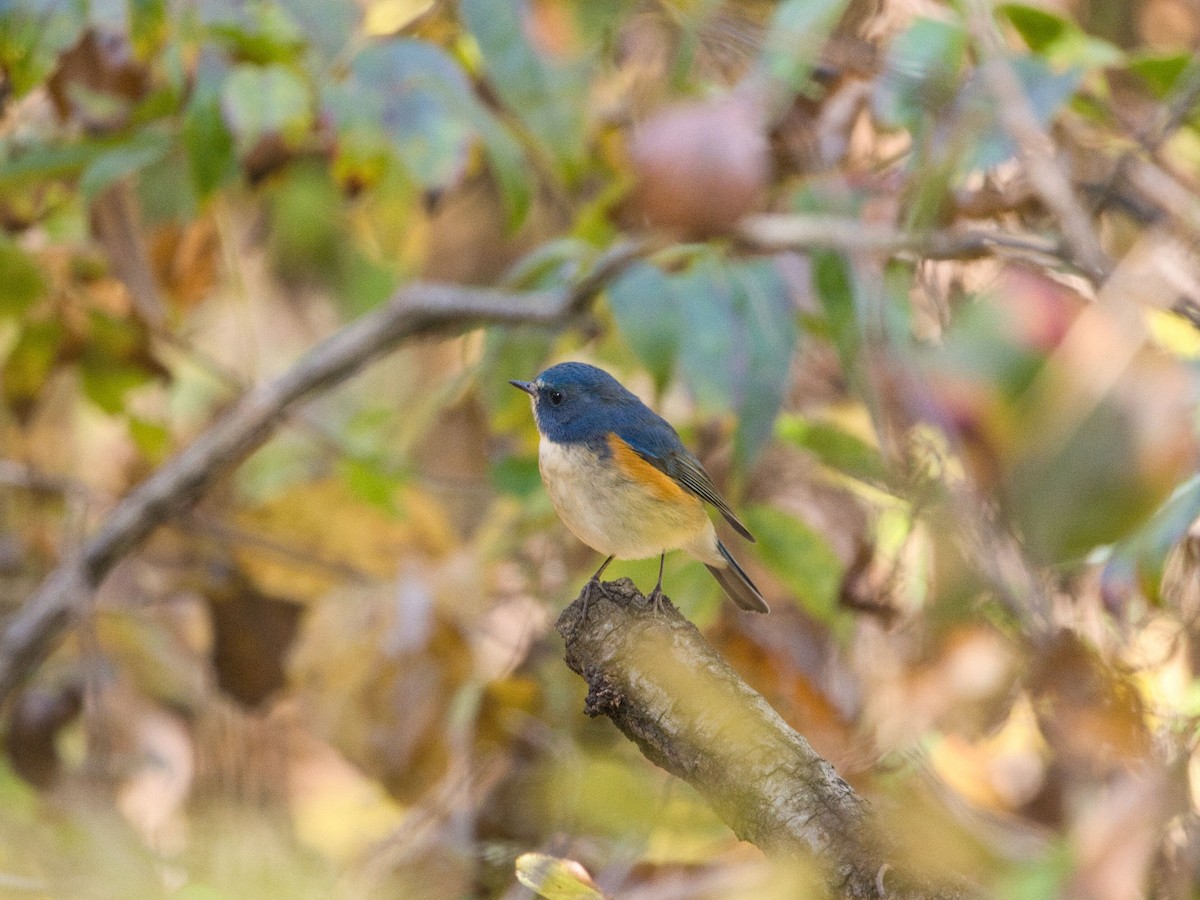 Red-flanked Bluetail - ML611899413