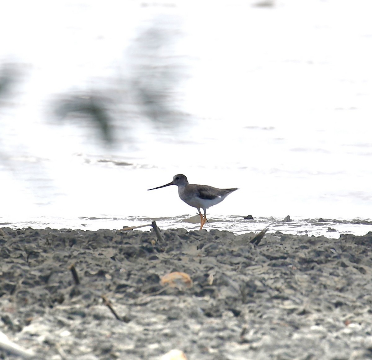 Terekwasserläufer - ML611899457