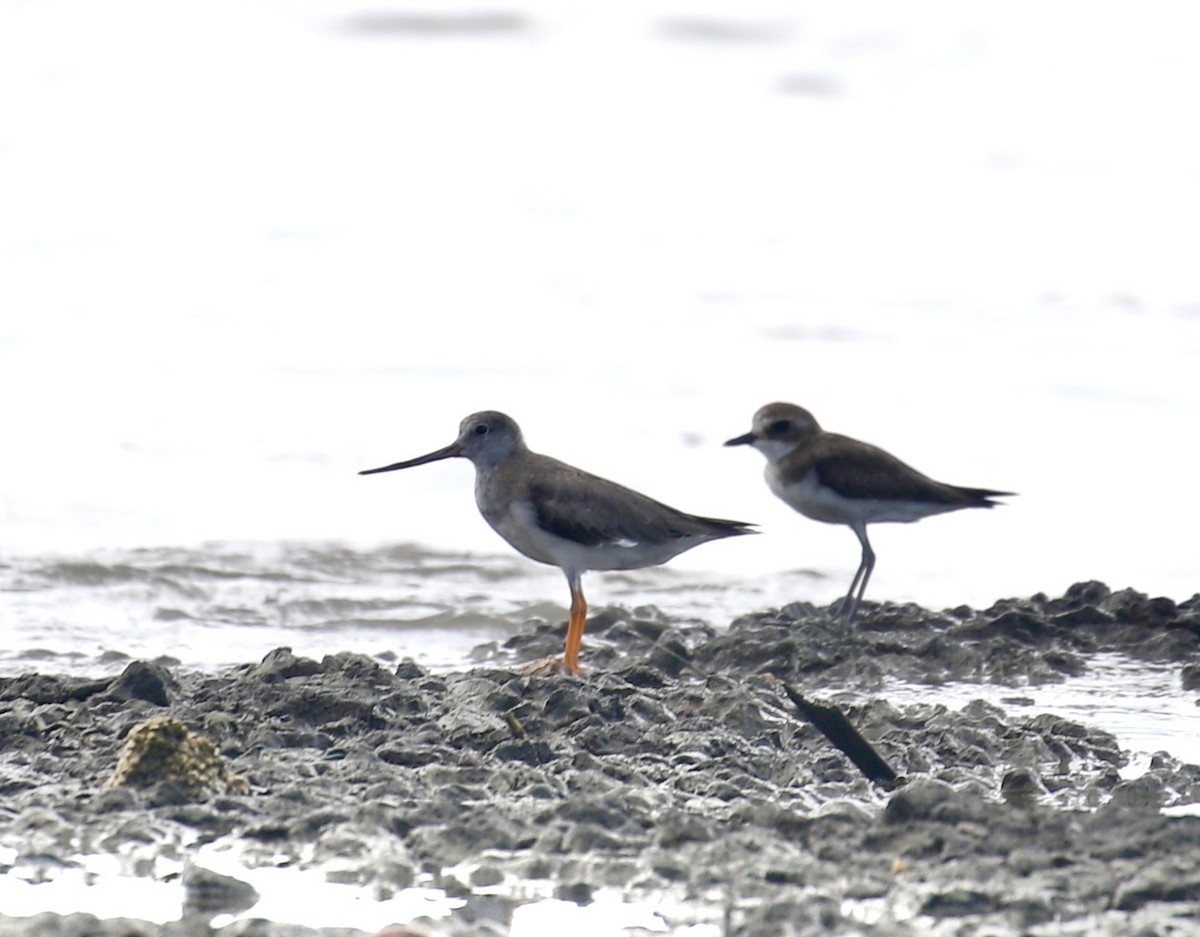Terekwasserläufer - ML611899458
