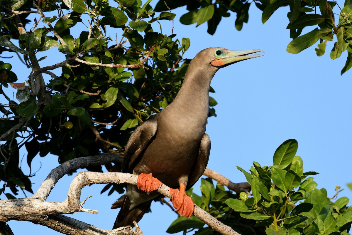 Red-footed Booby - terence zahner