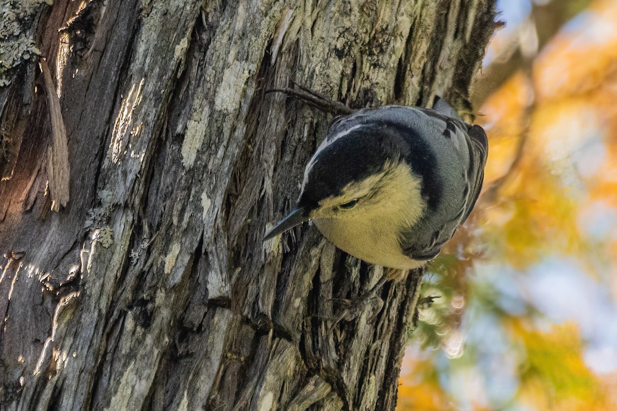 White-breasted Nuthatch - ML611899728
