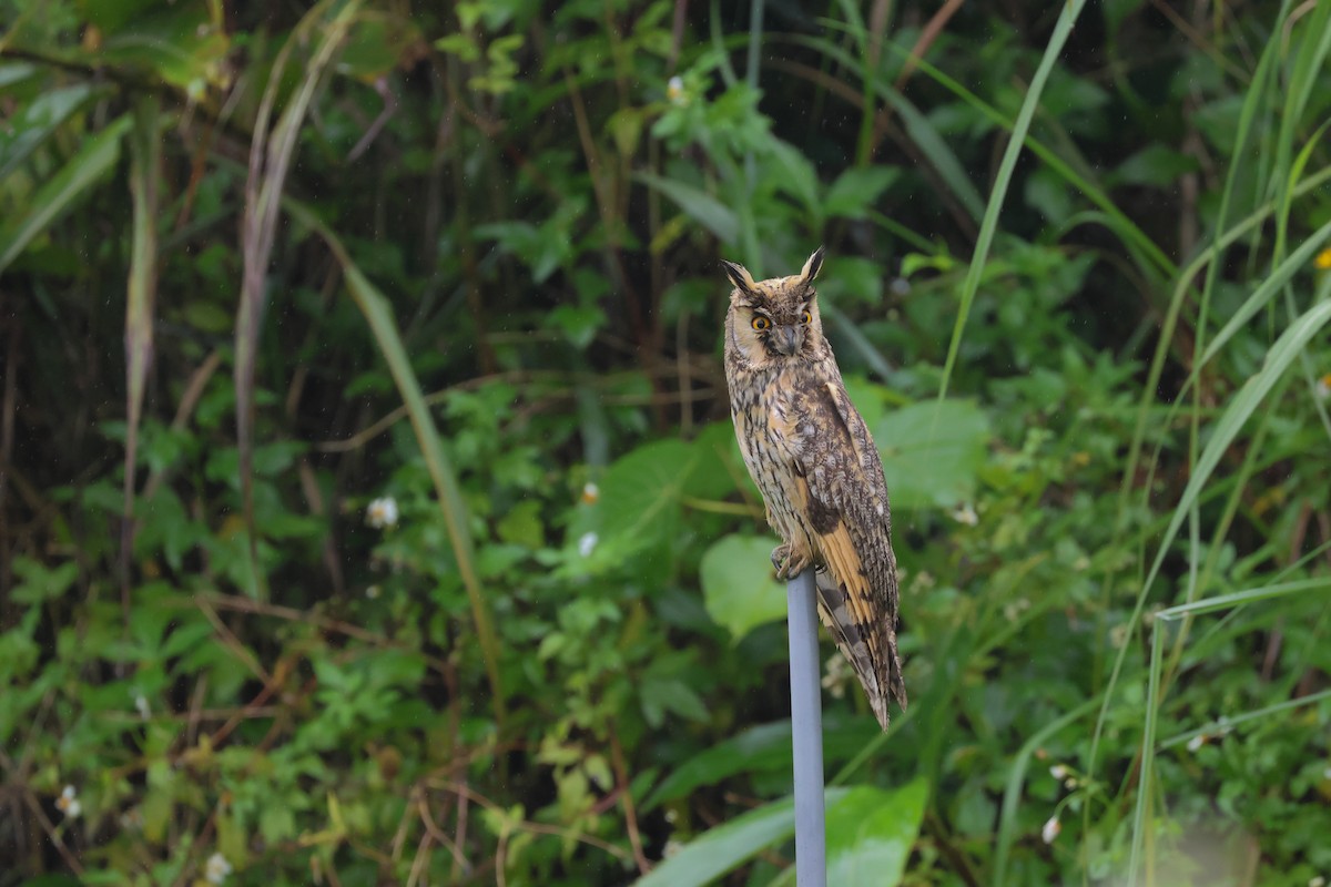 Long-eared Owl (Eurasian) - ML611900298