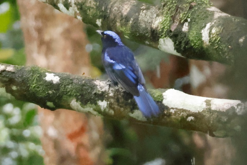 Philippine Fairy-bluebird - ML611900452