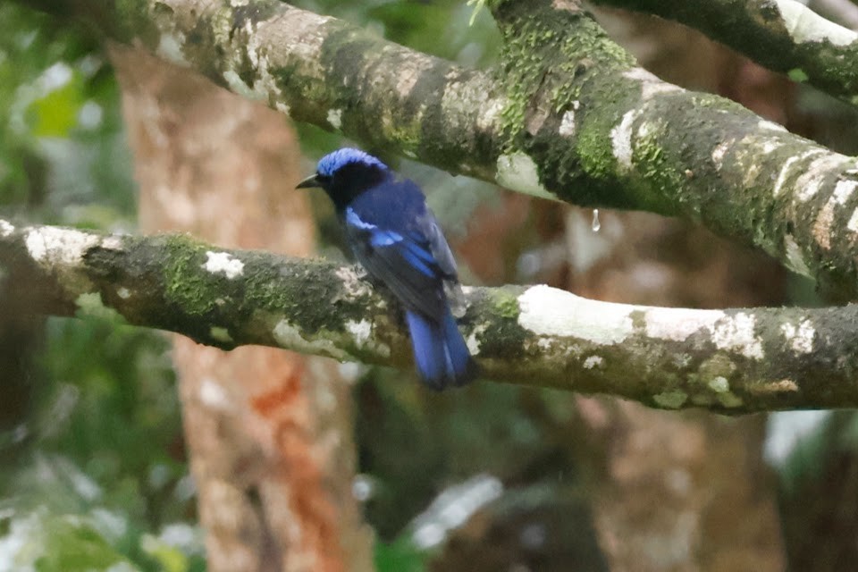 Philippine Fairy-bluebird - ML611900474